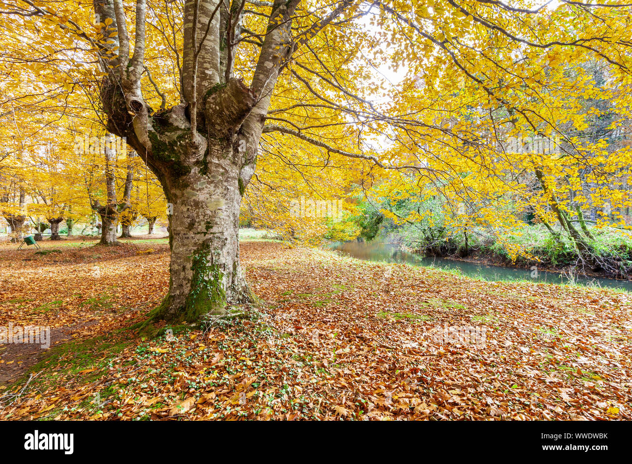 Presazelai beech tree grove, Otxandio, Vizcaya, Spain Stock Photo