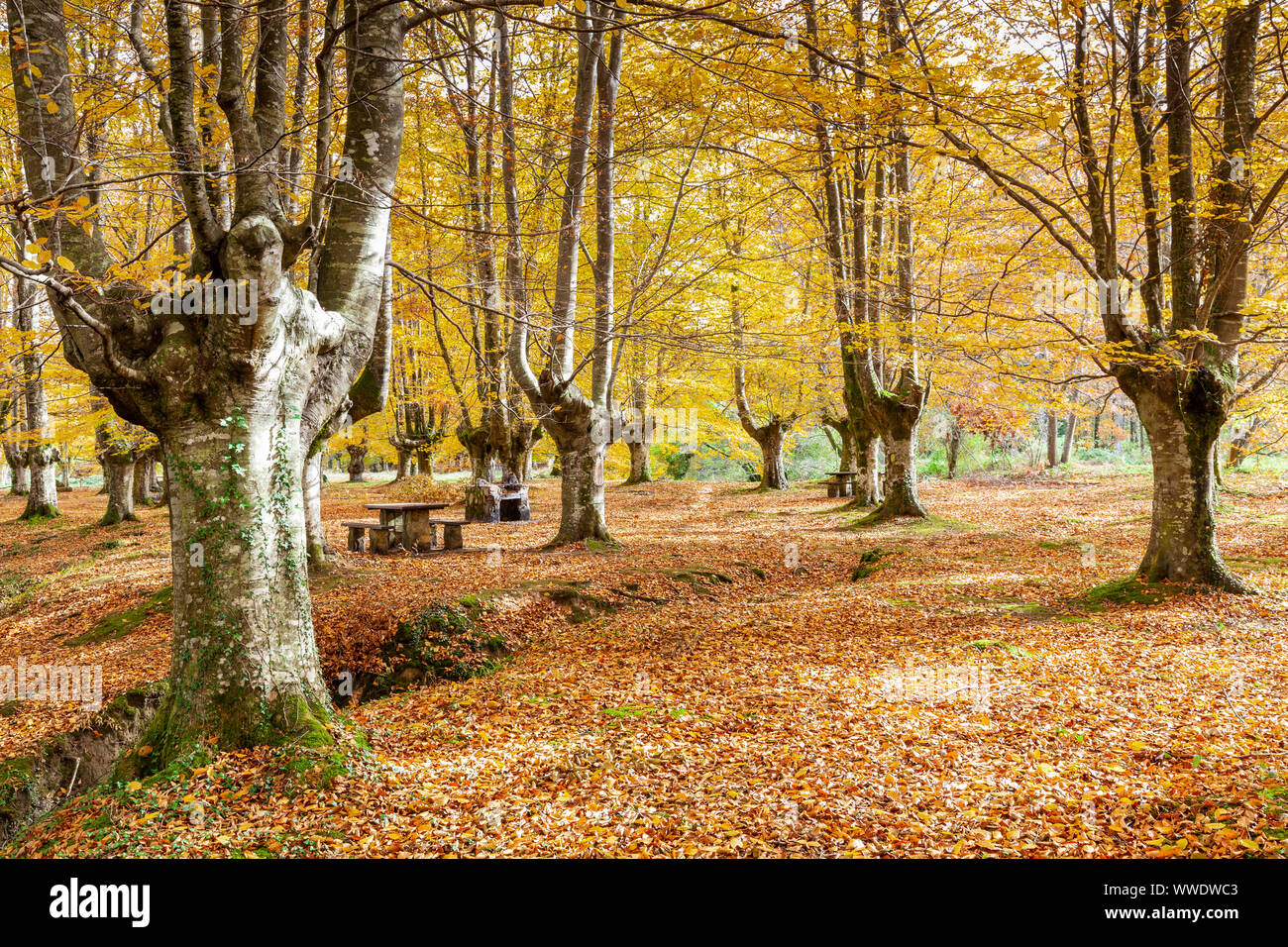 Presazelai beech tree grove, Otxandio, Vizcaya, Spain Stock Photo