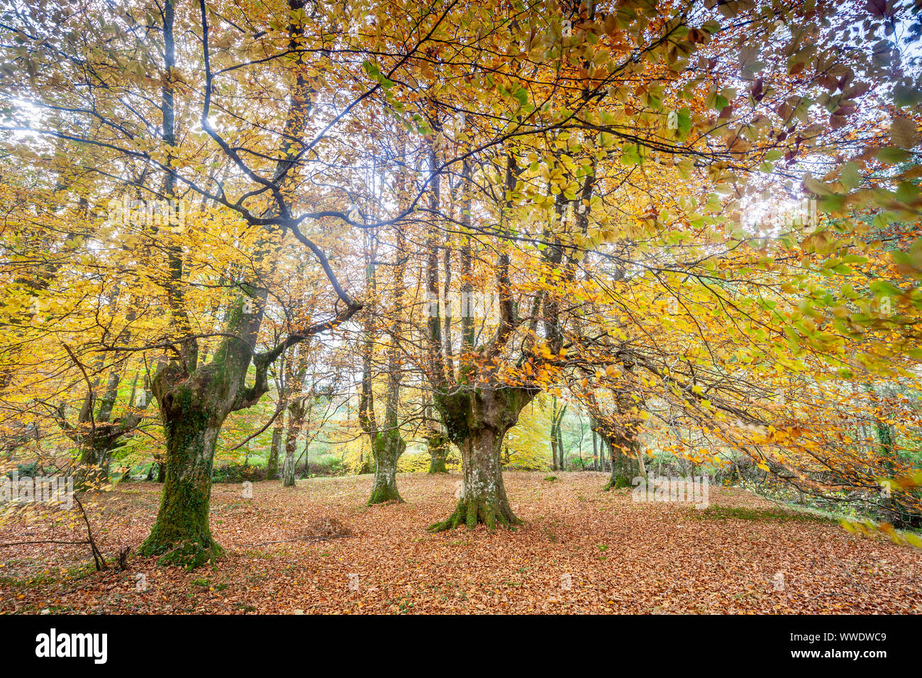 Presazelai beech tree grove, Otxandio, Vizcaya, Spain Stock Photo