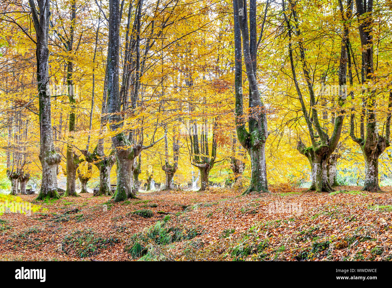 Presazelai beech tree grove, Otxandio, Vizcaya, Spain Stock Photo