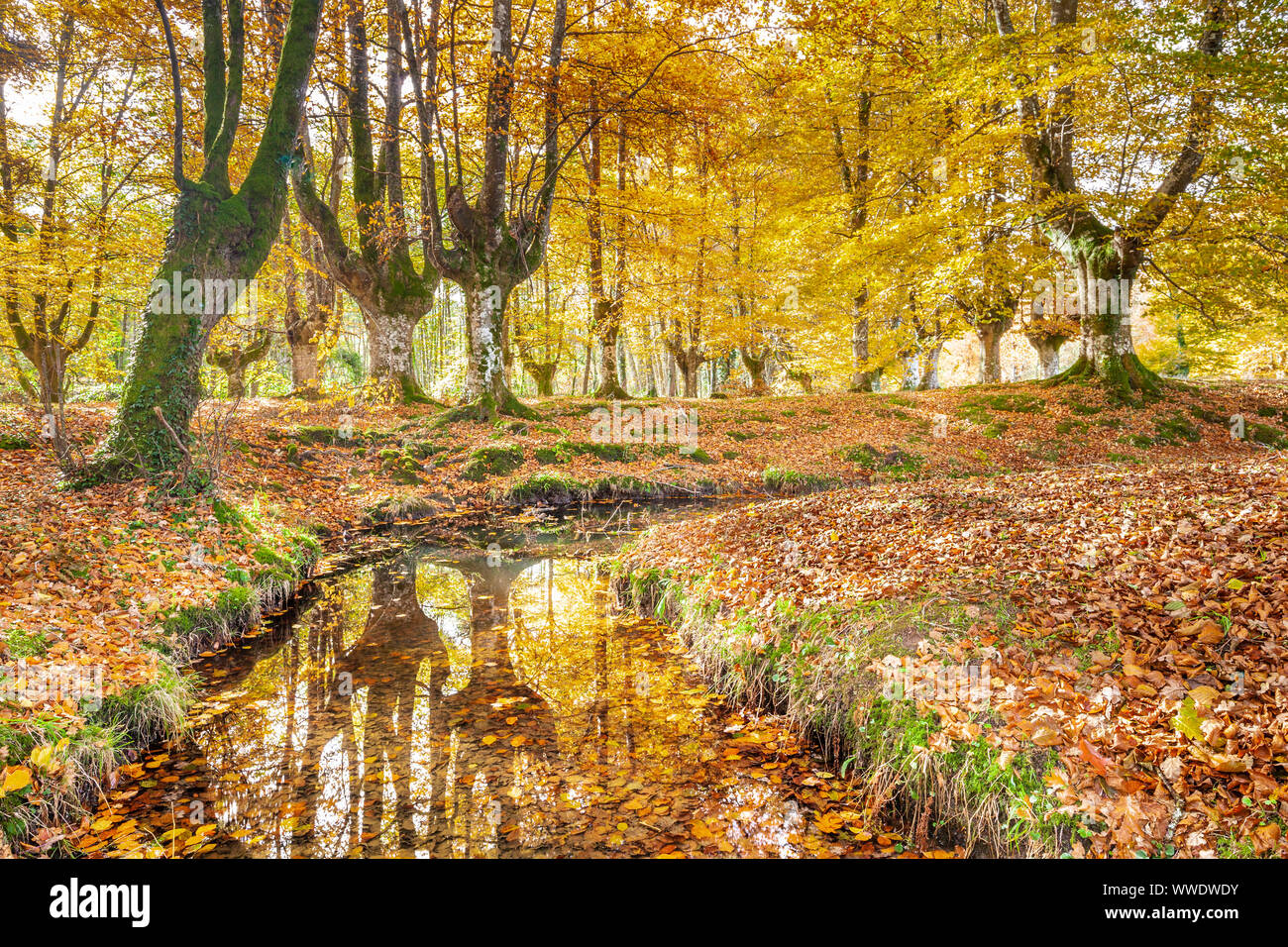 Presazelai beech tree grove, Otxandio, Vizcaya, Spain Stock Photo
