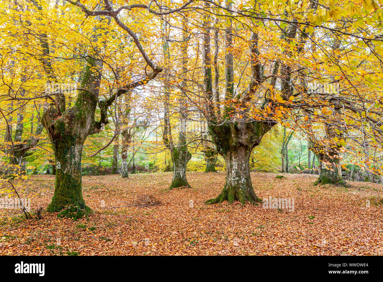 Presazelai beech tree grove, Otxandio, Vizcaya, Spain Stock Photo