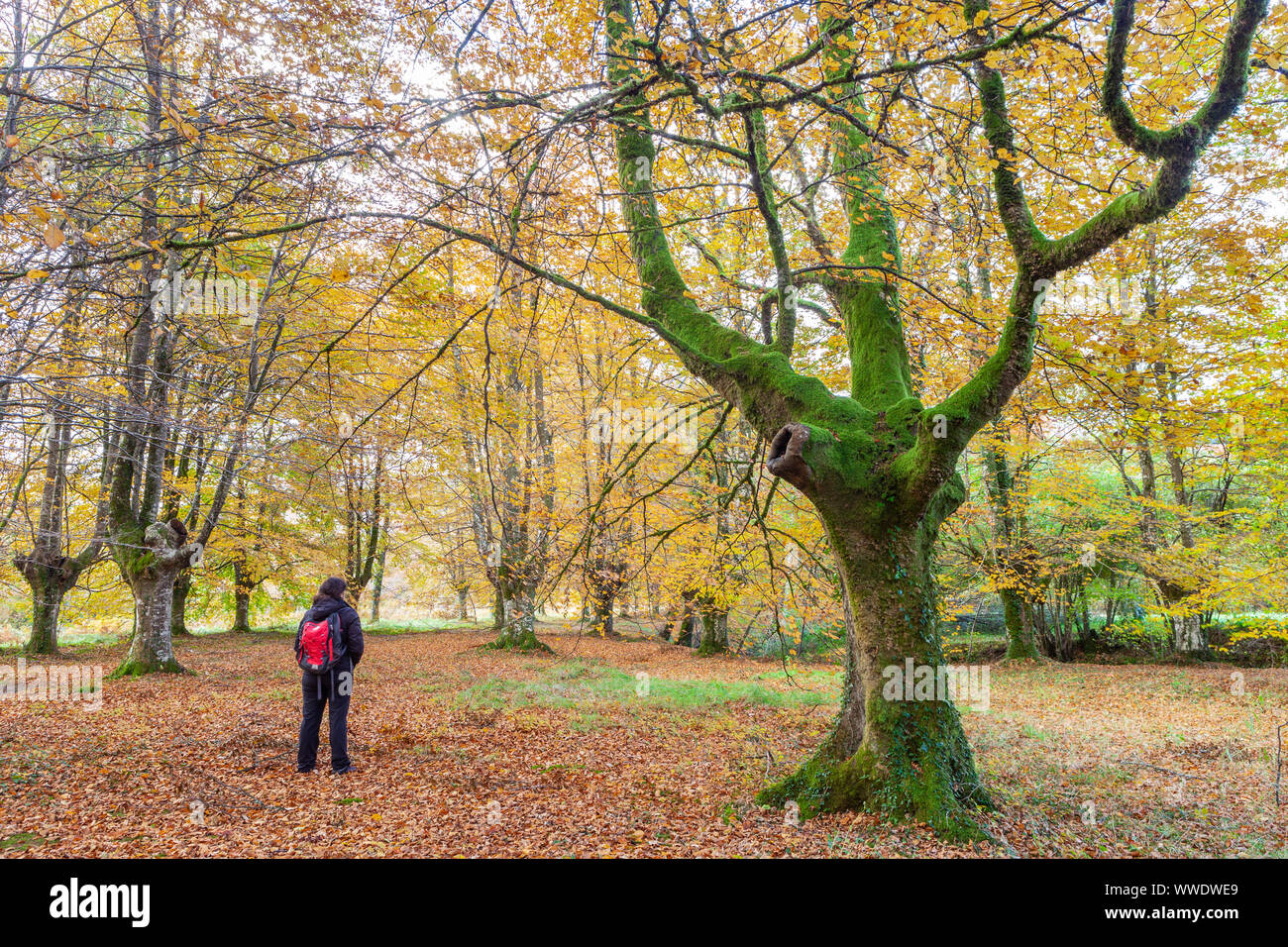Presazelai beech tree grove, Otxandio, Vizcaya, Spain Stock Photo