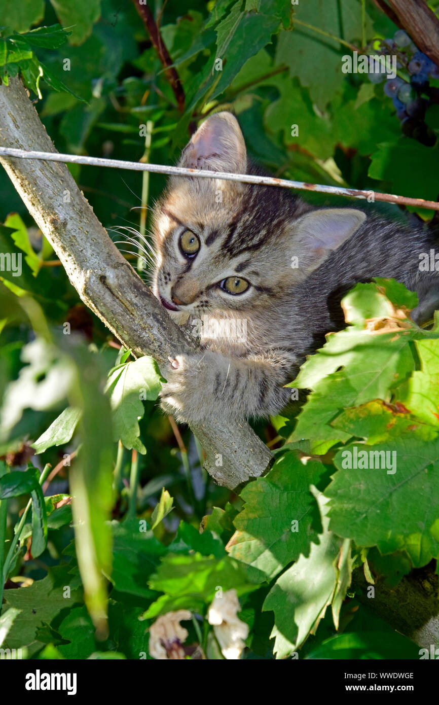 Grey tabby kitten on tree branch biting a twig Stock Photo