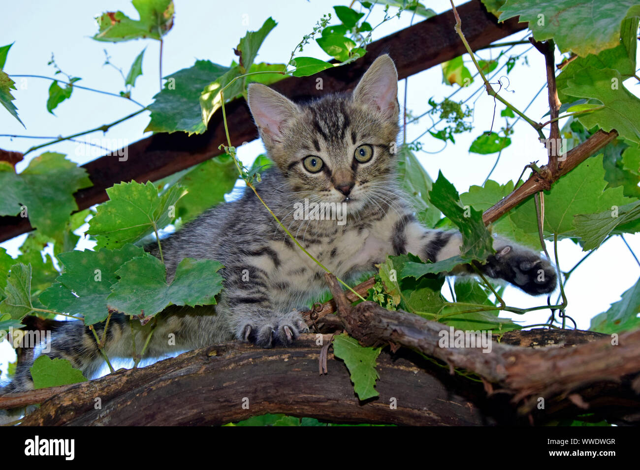 Grey tabby kitten climbing on grapevine and making eye contact Stock Photo