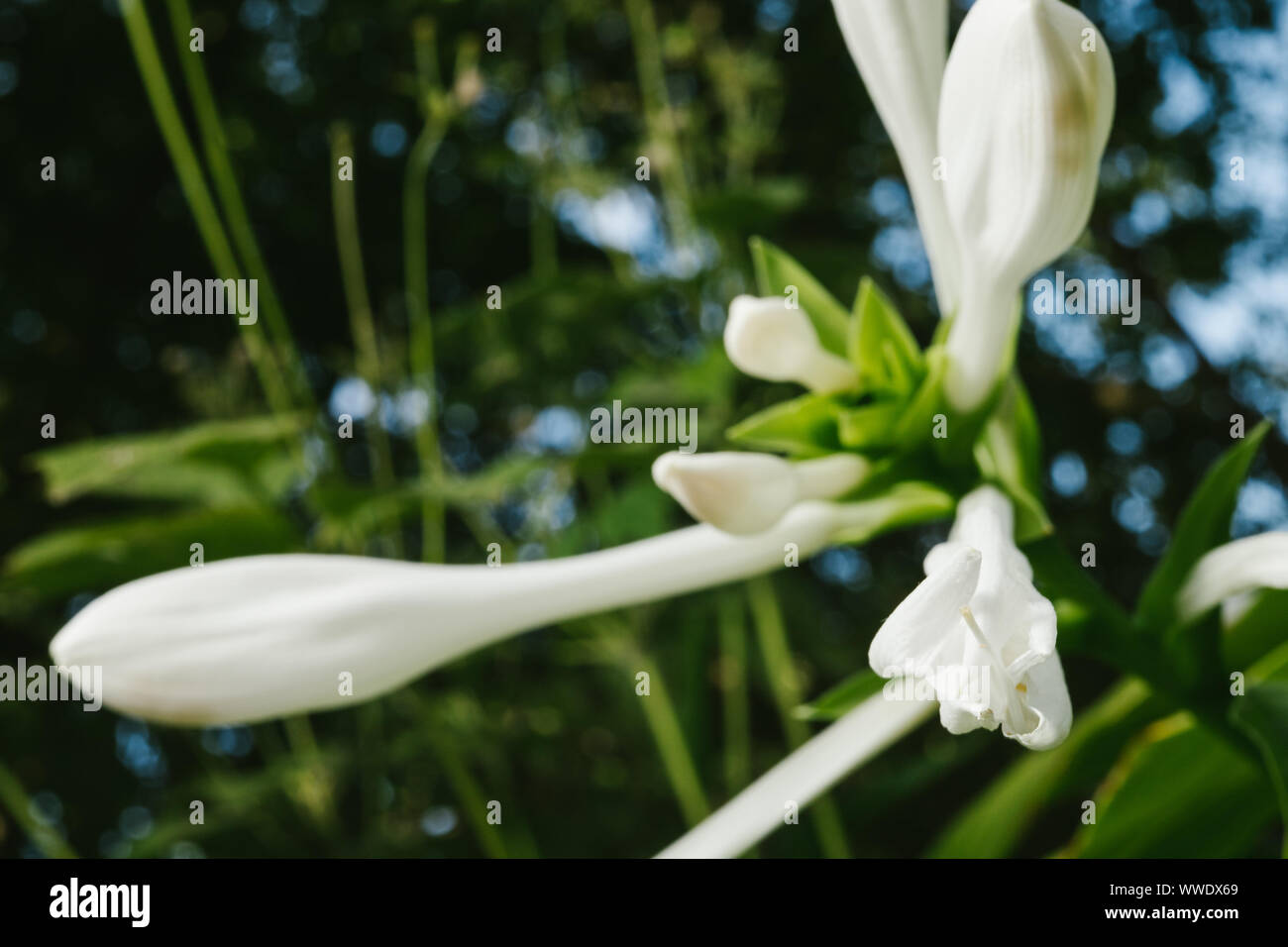 Hosta is in bloom. White flower in the garden. Stock Photo