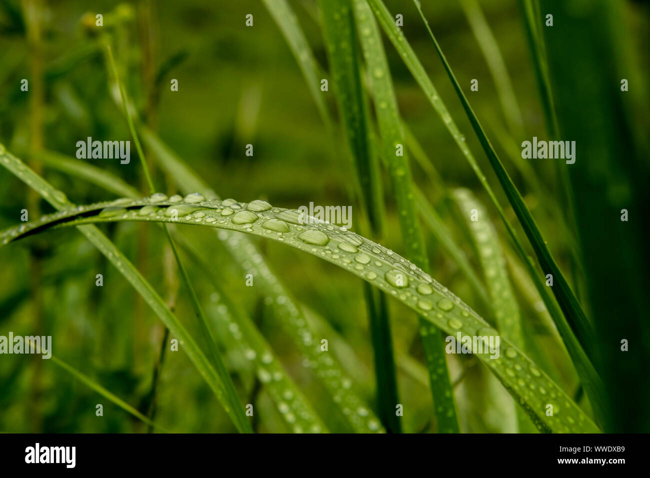 Rain Drops on Bending Blade of Grass in Summer Stock Photo Alamy