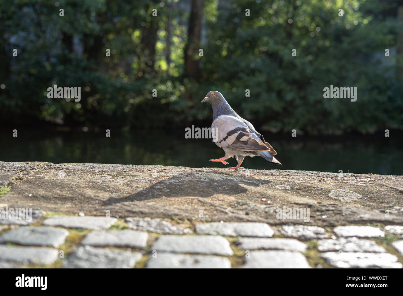 pigeon Stock Photo