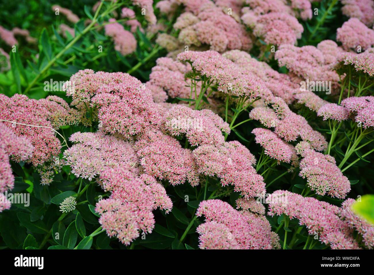 sedum delicia de otoño