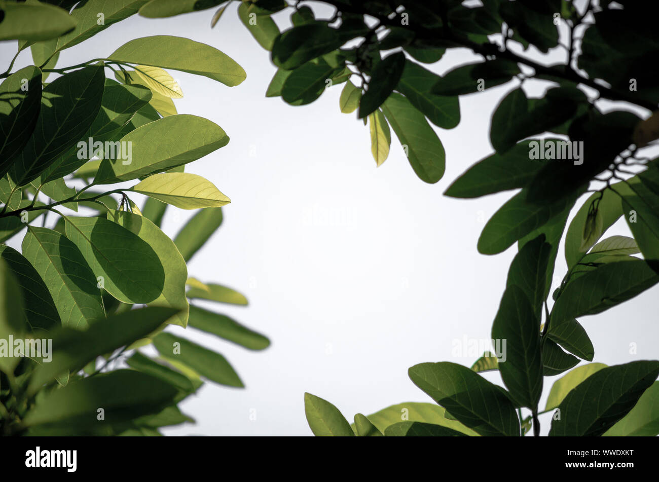 Close Up nature view of green leaf on blurred and sunlight greenery ...