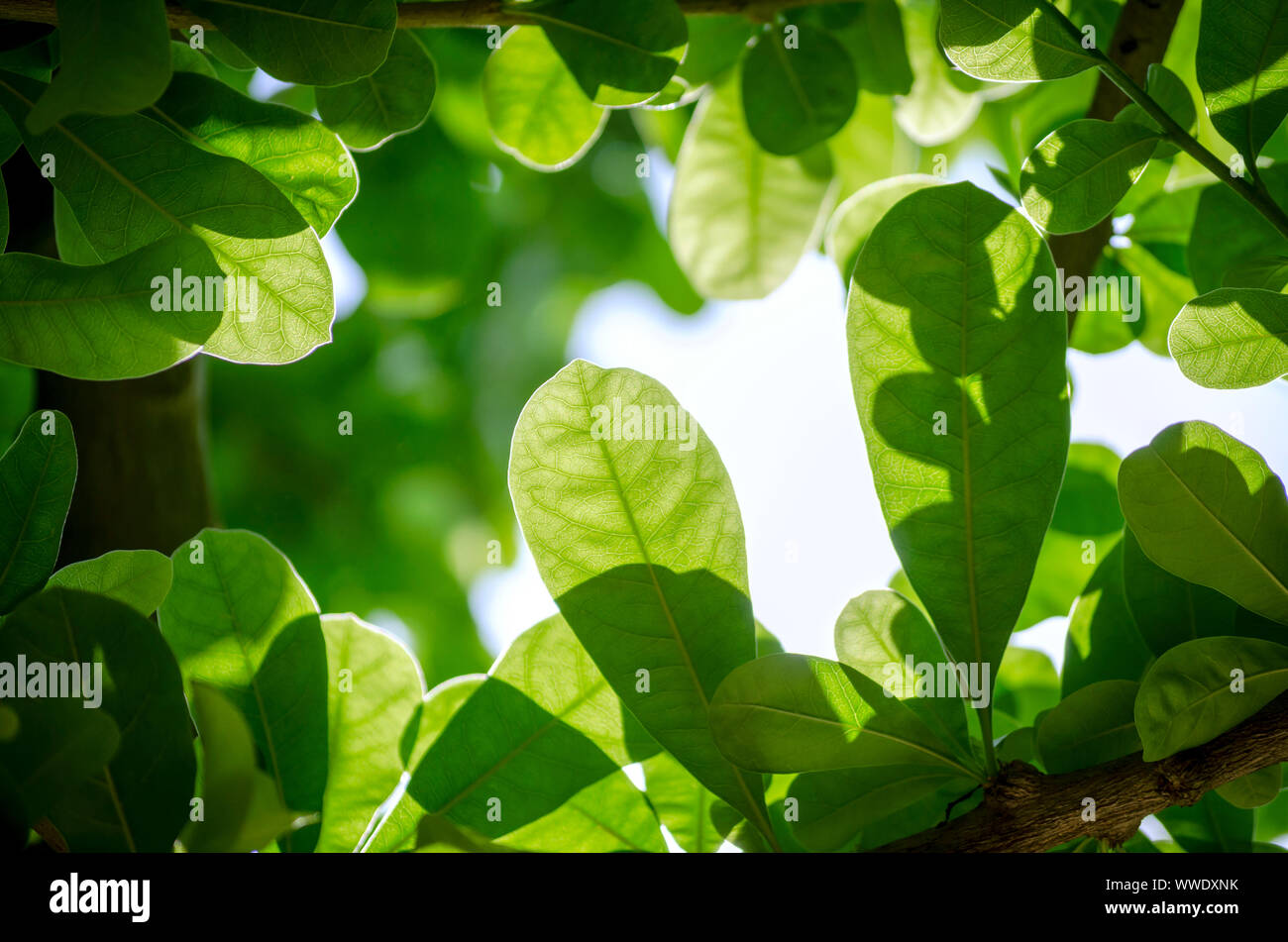 Close Up nature view of green leaf on blurred and sunlight greenery ...