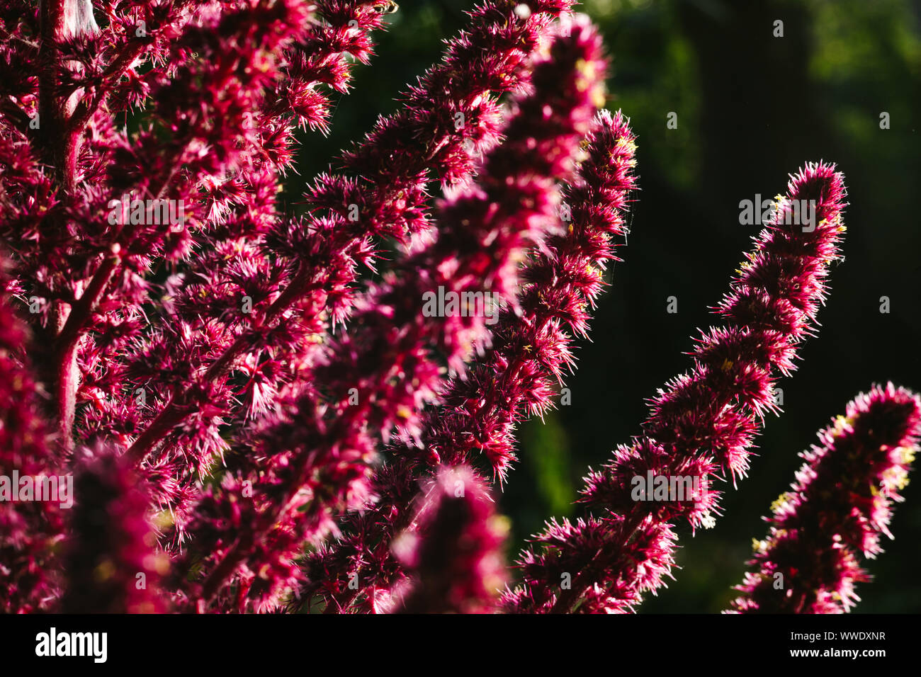 Plants of south america hires stock photography and images Alamy