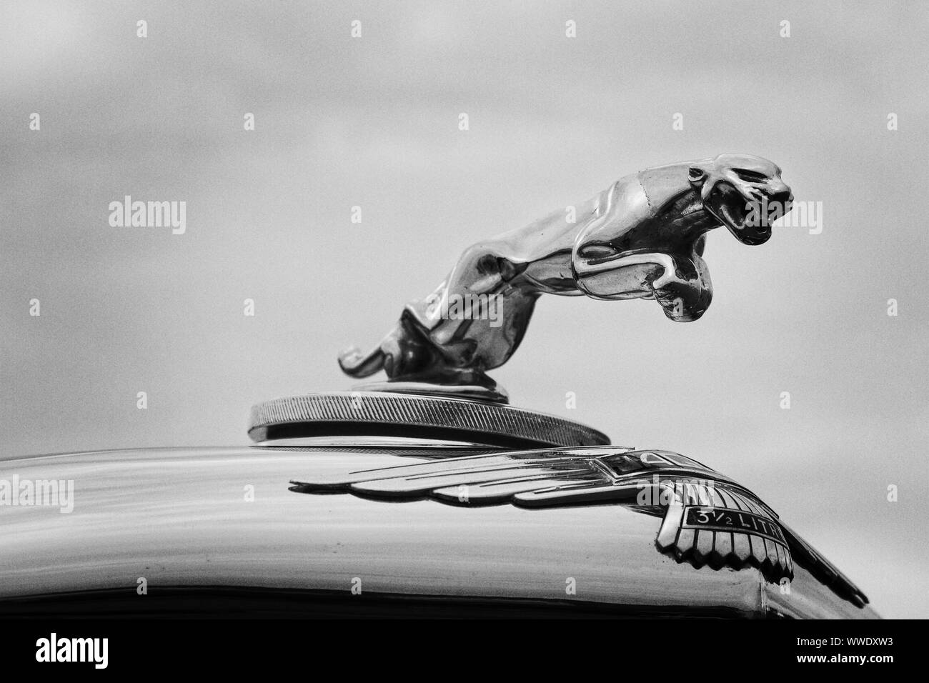 A leaping Jaguar hood emblem on a classic vintage automobile. Stock Photo