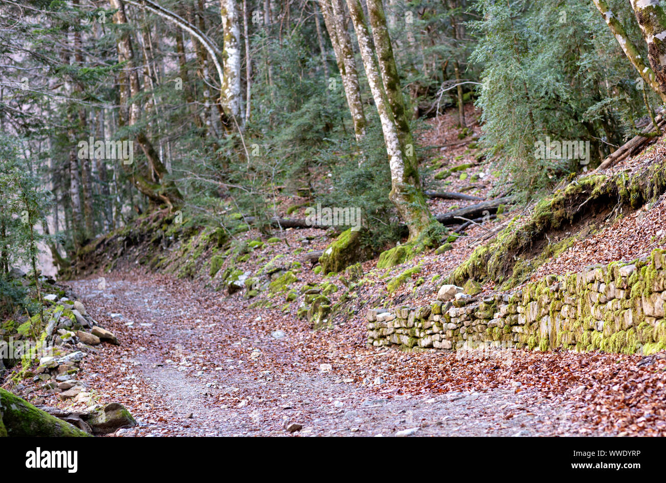 road through the autumn forest covered with leaves and moss on the ...