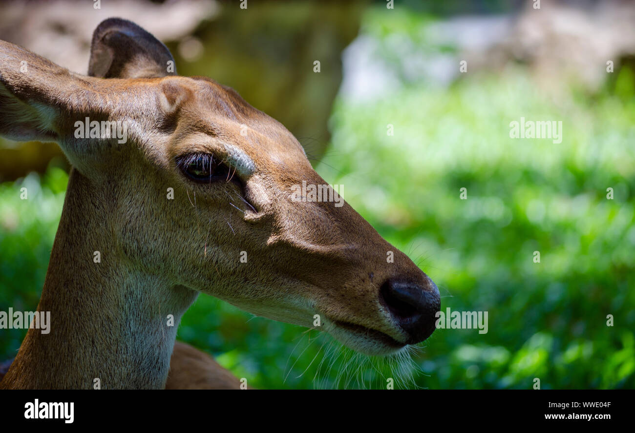 Closeup of Roe deer head female brown pattern Stock Photo
