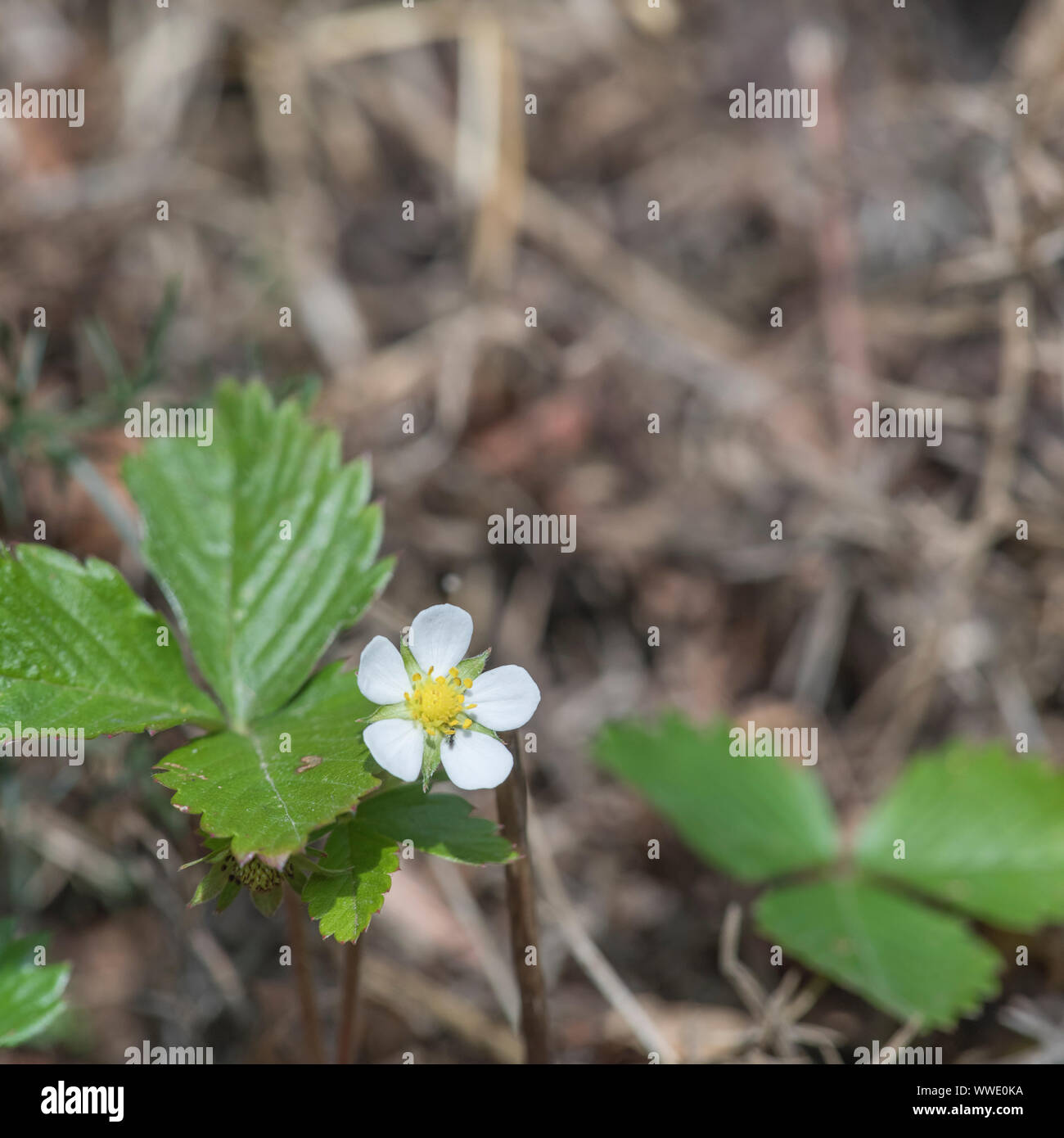 Macro close-up of Wild Strawberry / Fragaria vesca flower - small fruit is a real hedgerow / countryside treat for wild food foragers. Stock Photo
