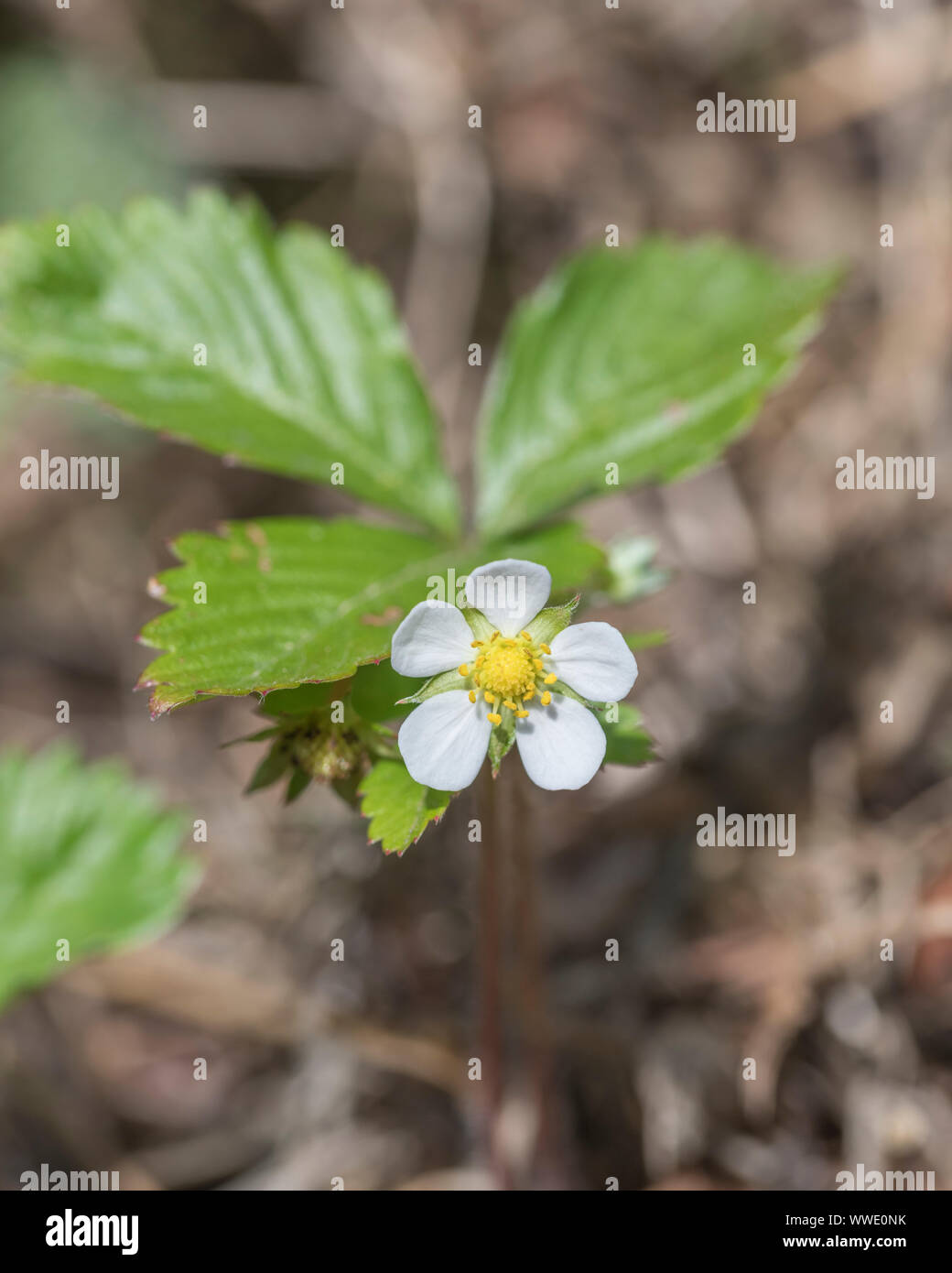 Macro close-up of Wild Strawberry / Fragaria vesca flower - small fruit is a real hedgerow / countryside treat for wild food foragers. Stock Photo