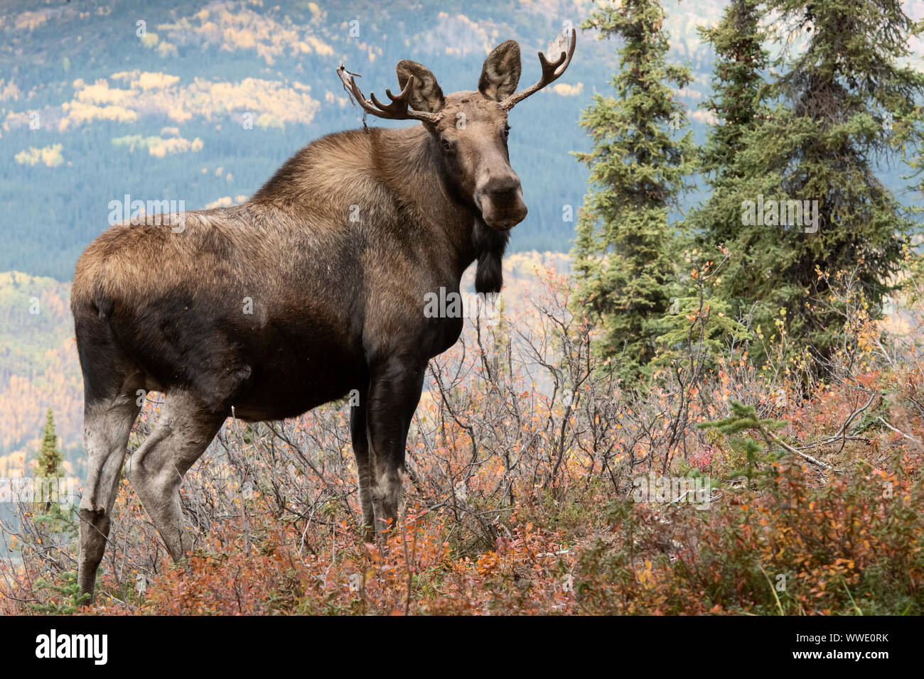 North America; United States; Alaska; Wildlife; Moose; Alces alces gigas; Autumn Stock Photo