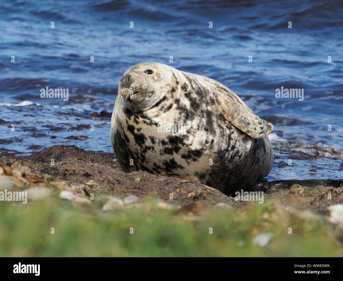Grey seal (Halichoerus grypus) on a beach, Moray Firth, Scotland, United Kingdom Stock Photo