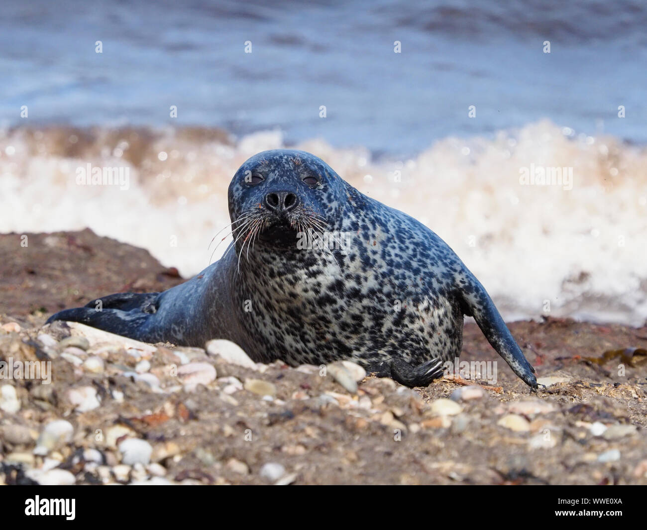 Seal Uk Relax Hi res Stock Photography And Images Alamy seal-uk-relax-hi-res-stock-photography-and-images-alamy