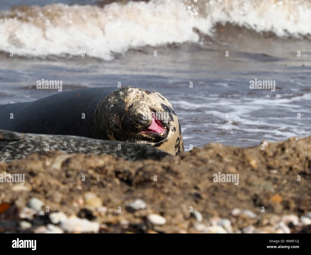 Grey seal (Halichoerus grypus) yawning on a beach, Moray Firth, Scotland, United Kingdom Stock Photo