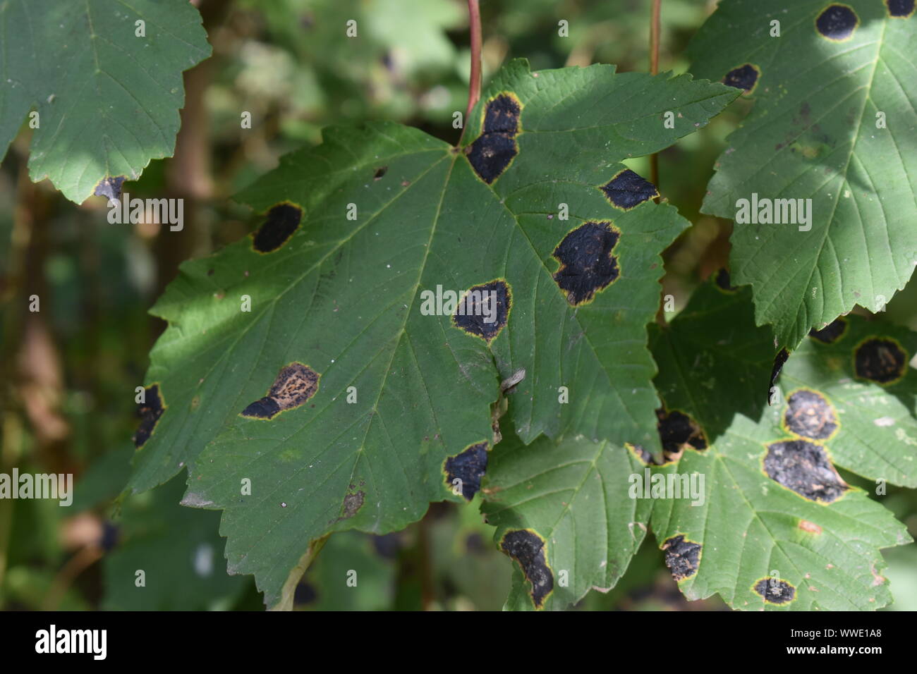 Tar spot on the leaves of a sycamore tree.  Tar spot is a disease caused by a fungus Rhytisma acerinum. It does not cause lasting damage to the tree. Stock Photo