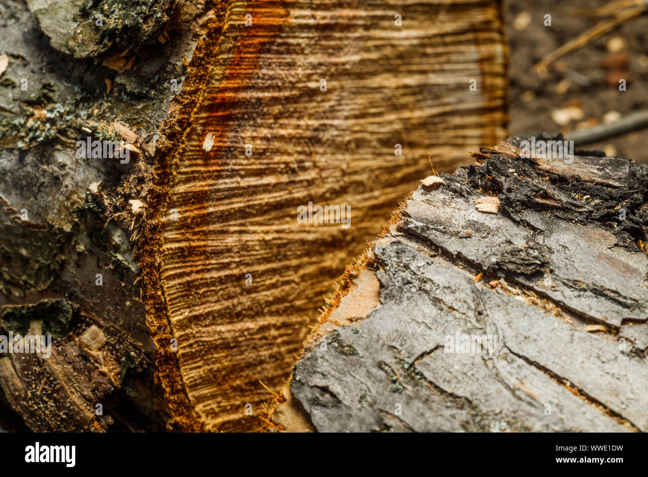 Drank an old tree. An Apple. Wood processing. Texture. Stock Photo