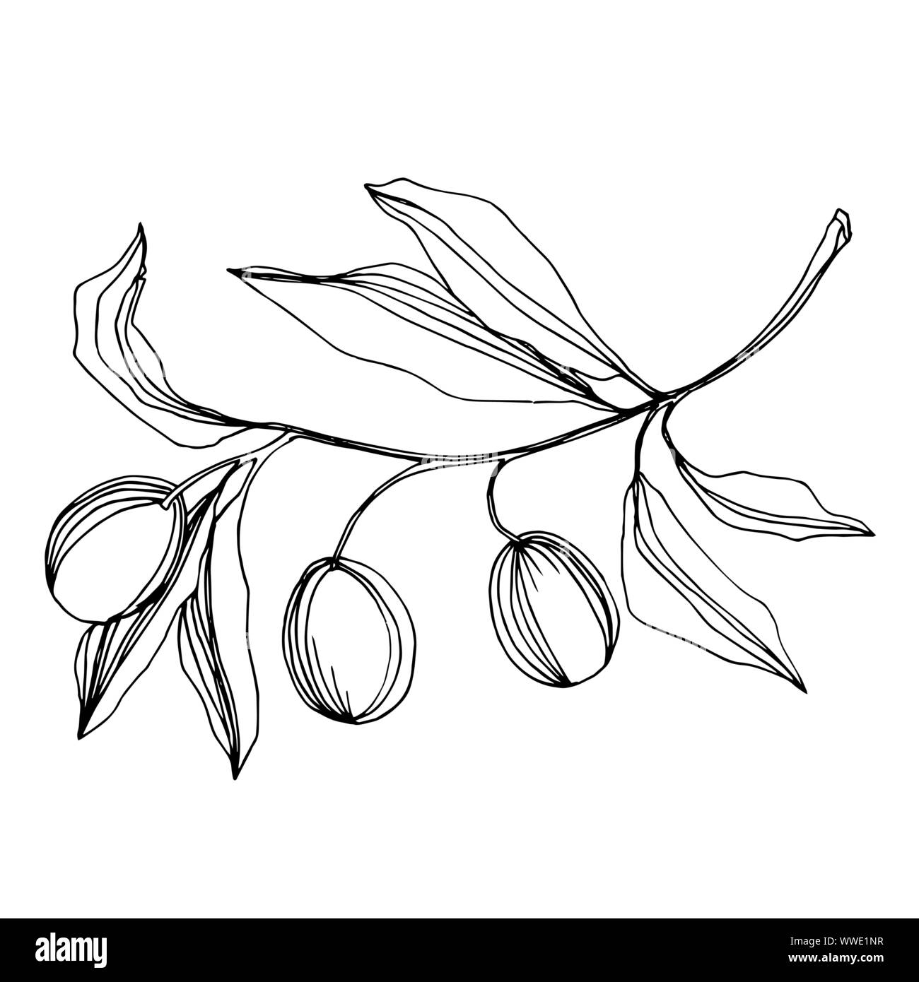 Vector Olive branch with fruit. Black and white engraved ink art ...