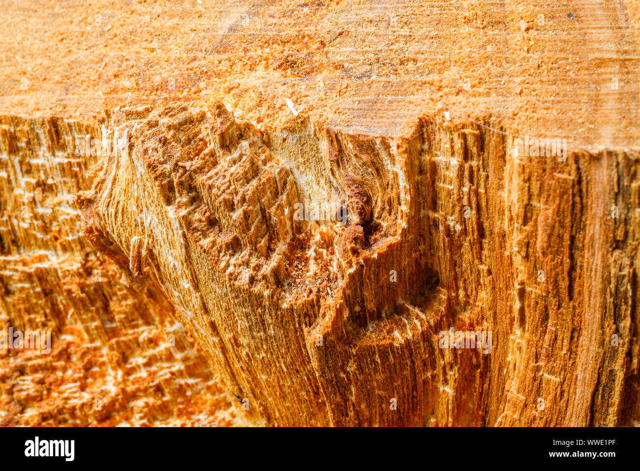 Drank an old tree. An Apple. Wood processing. Texture. Stock Photo