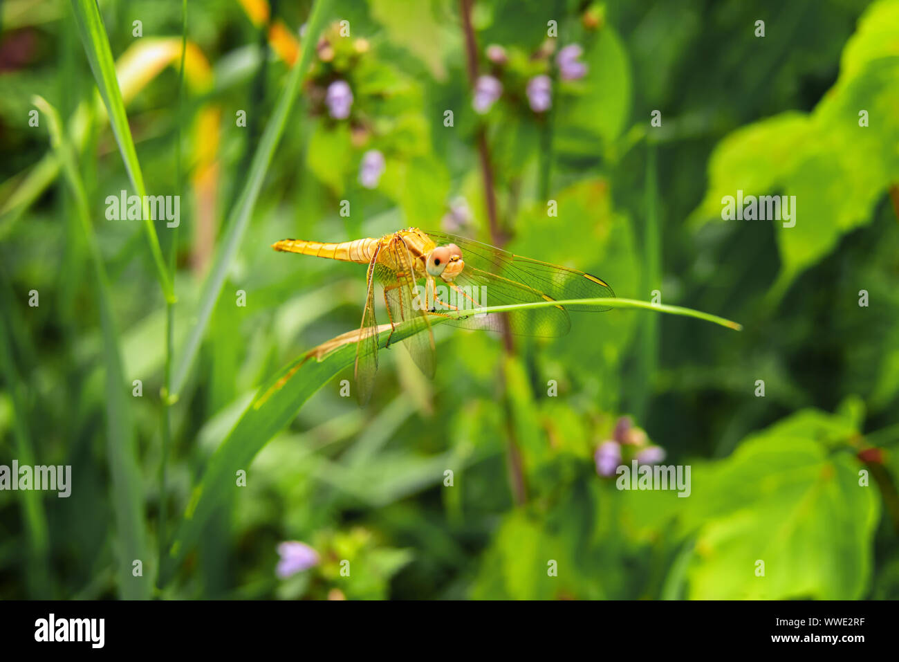 Large bright golden yellow dragonfly resting alone on green grass blade. Sympetrum flaveolum specie. Unfocused blooming meadow at background.  Selecti Stock Photo