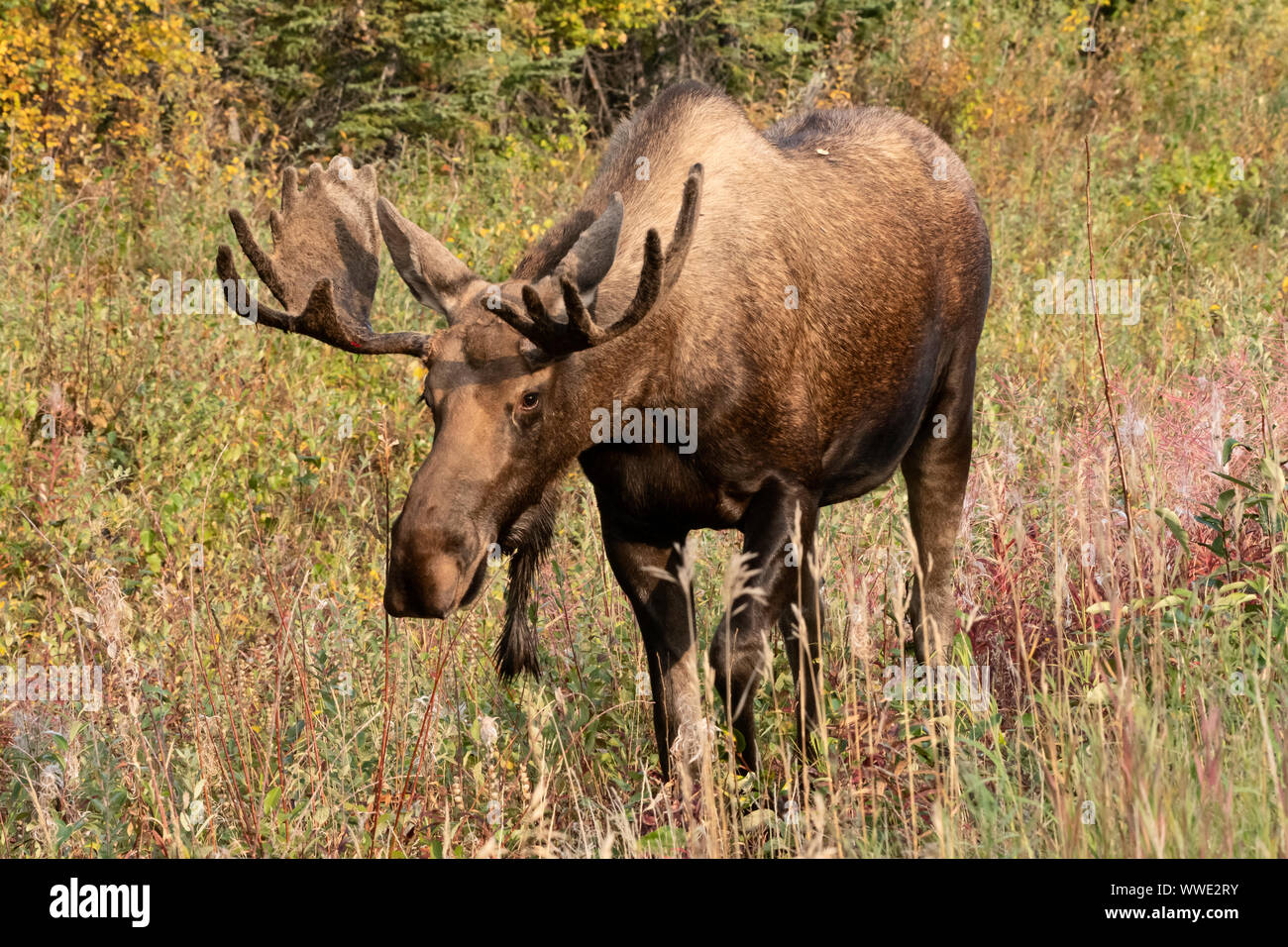 North America; United States; Alaska; Wildlife; Moose; Alces alces gigas; Autumn Stock Photo