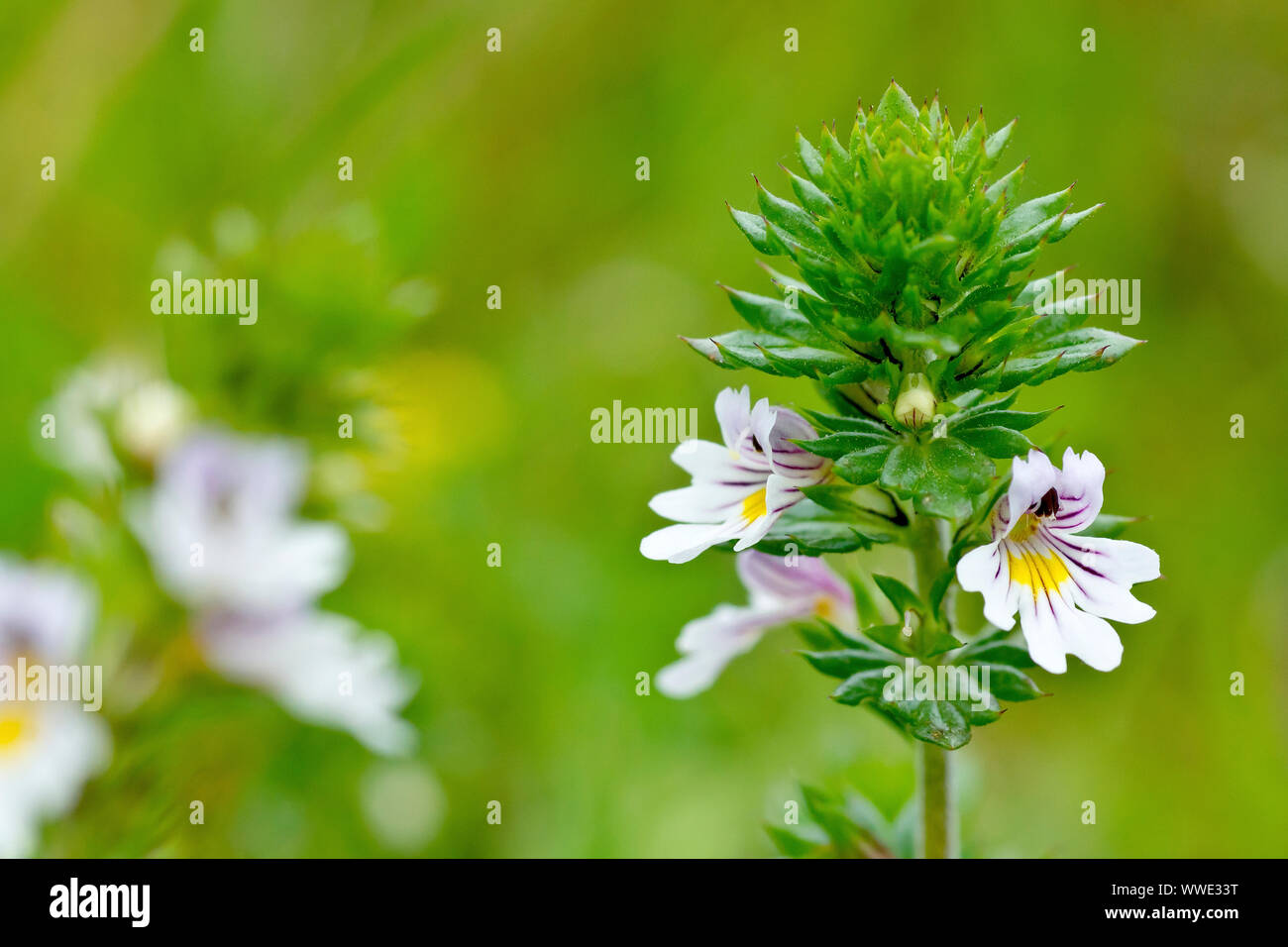 Eyebright (euphrasia officinalis), close up of a single plant showing detail of the small white flowers. Stock Photo