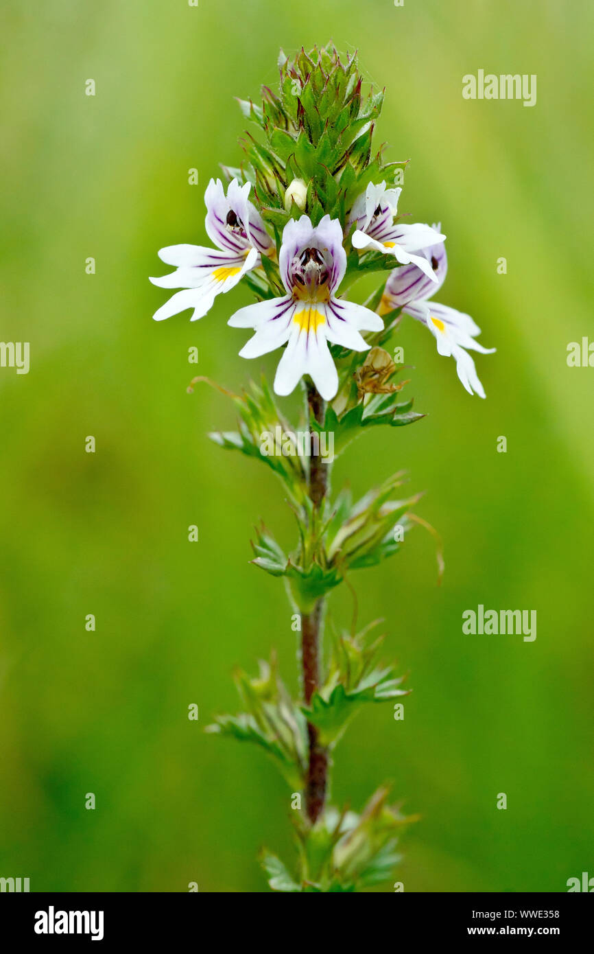 Eyebright (euphrasia officinalis), close up of a single plant showing detail of the small white flowers. Stock Photo
