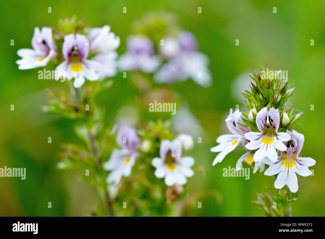 Eyebright (euphrasia officinalis), close up showing detail of the small white flowers. Stock Photo