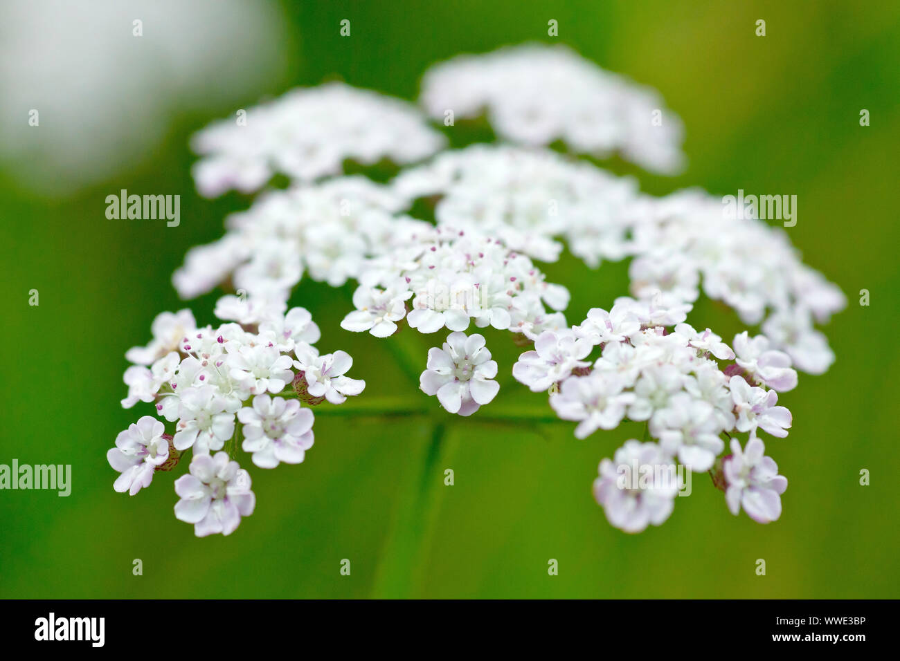 Upright Hedge Parsley (torilis japonica), close up showing the flat