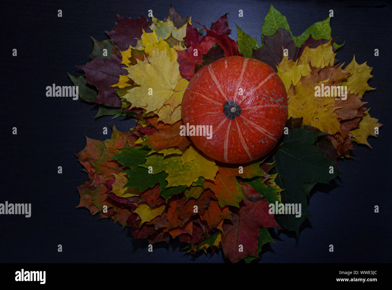 Autumn background with mini pumpkins on Maple leaves overhead view ...