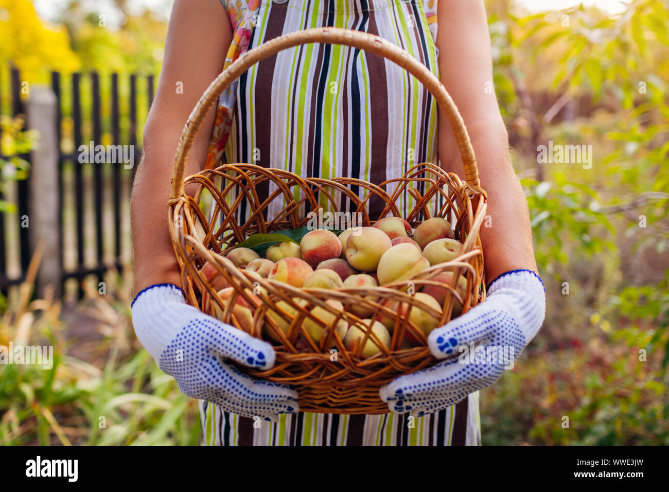 Senior woman holding basket with ripe organic peaches in summer orchard