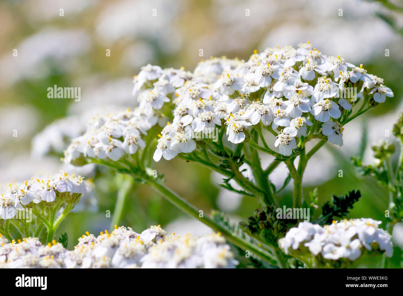 Yarrow or Milfoil (achillea millefolium), close up of the white variety of the plant growing in abundance on an embankment. Stock Photo