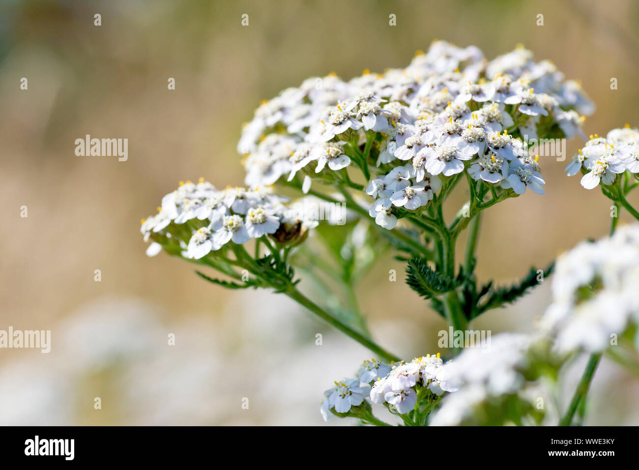 Yarrow or Milfoil (achillea millefolium), close up of the white variety of the plant growing in abundance on an embankment. Stock Photo