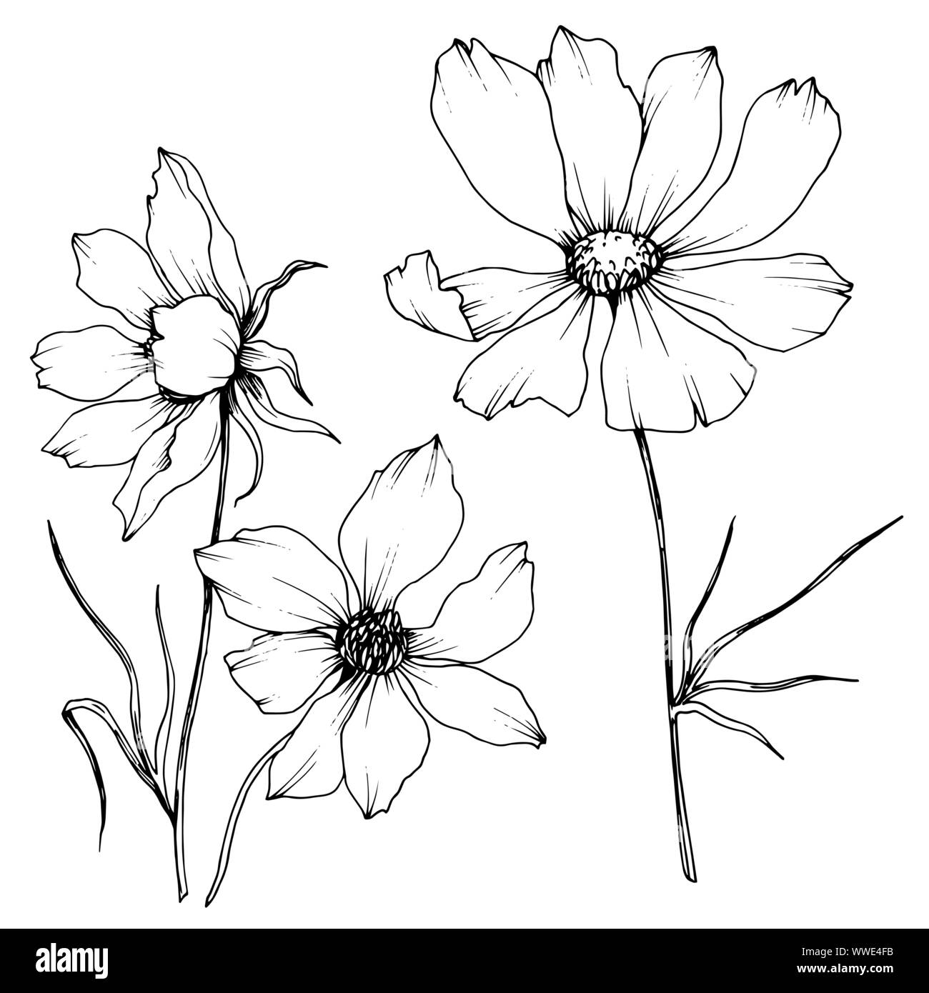 Vector Cosmos floral botanical flowers. Black and white engraved ink ...