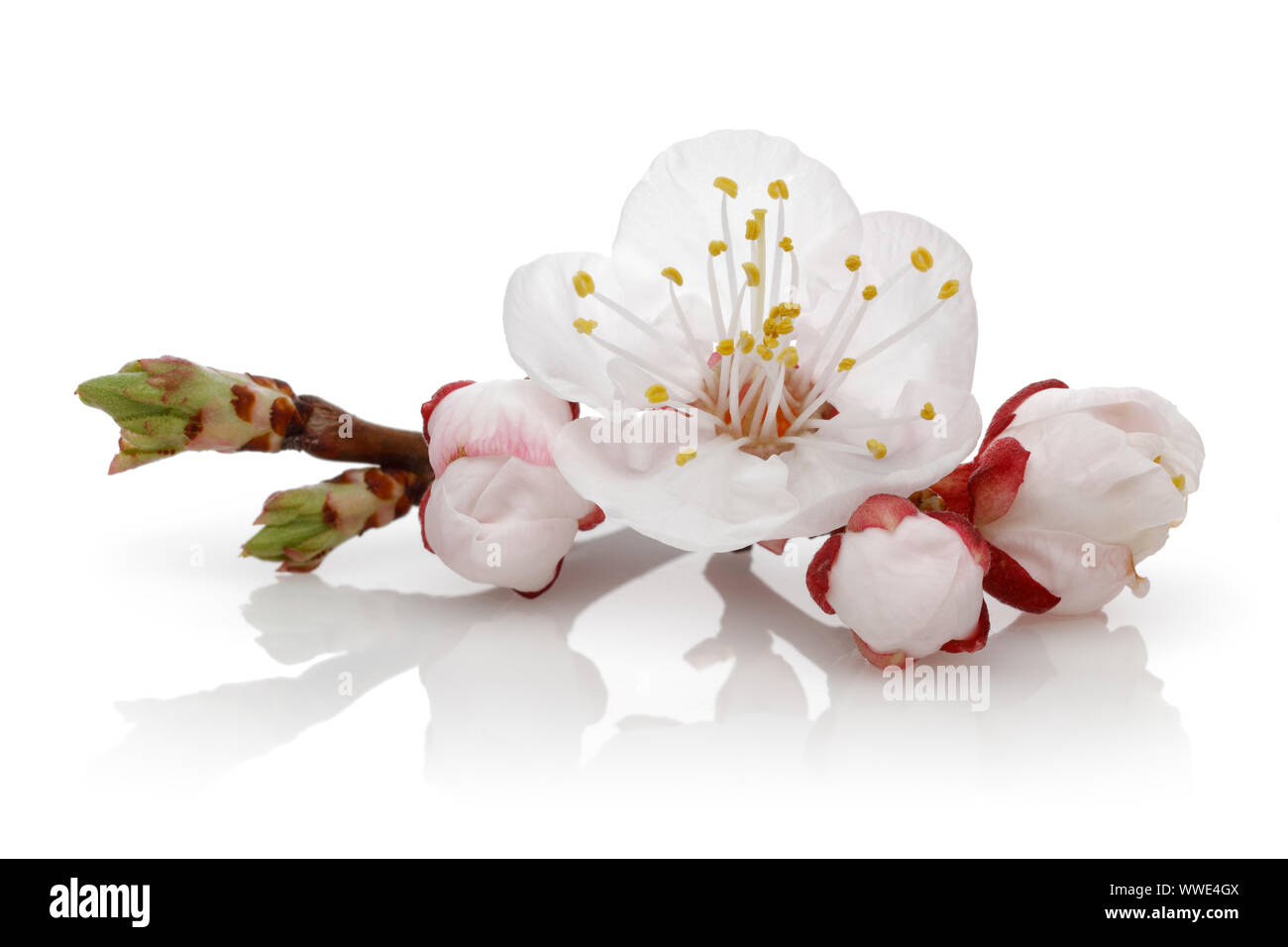 Almond flower with buds isolated on white background Stock Photo