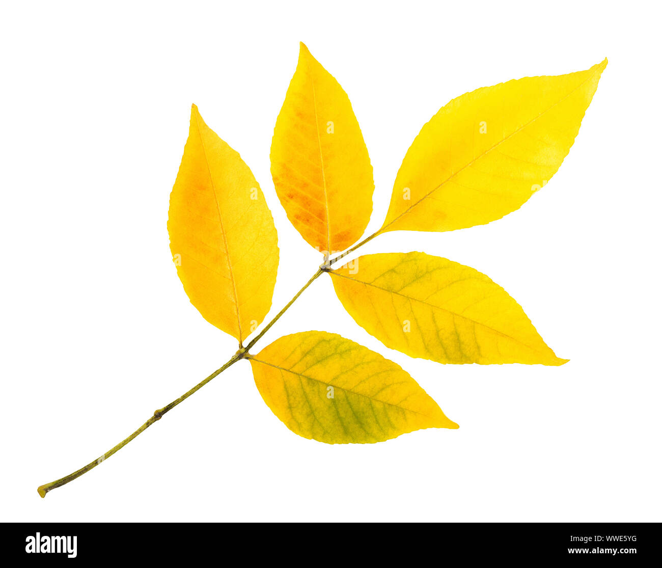 branch of autumn leaves isolated on white background Stock Photo - Alamy