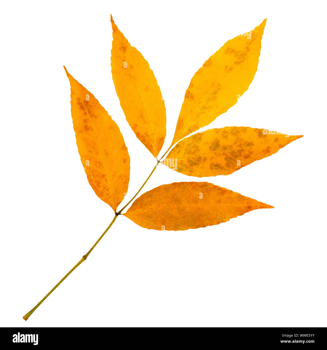 branch of autumn leaves isolated on white background Stock Photo - Alamy