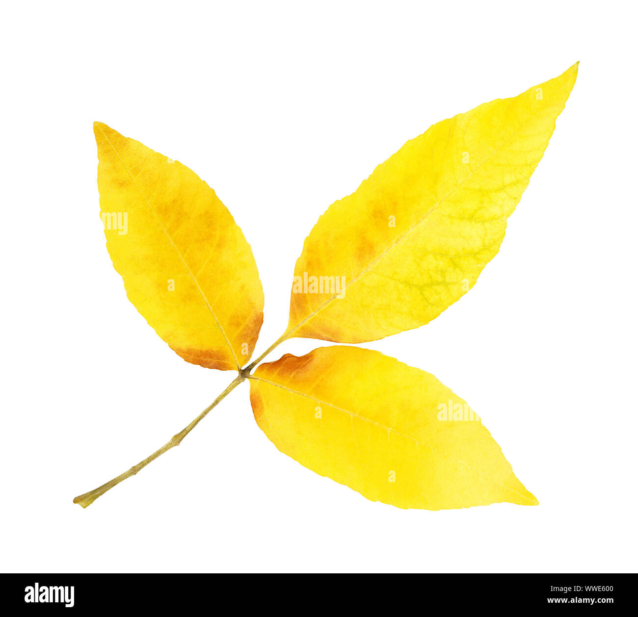 branch of autumn leaves isolated on white background Stock Photo - Alamy