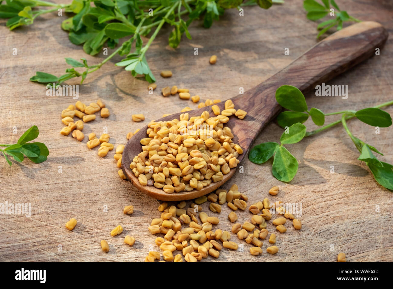Fenugreek seeds with fresh Trigonella foenum-graecum plant on a wooden background Stock Photo