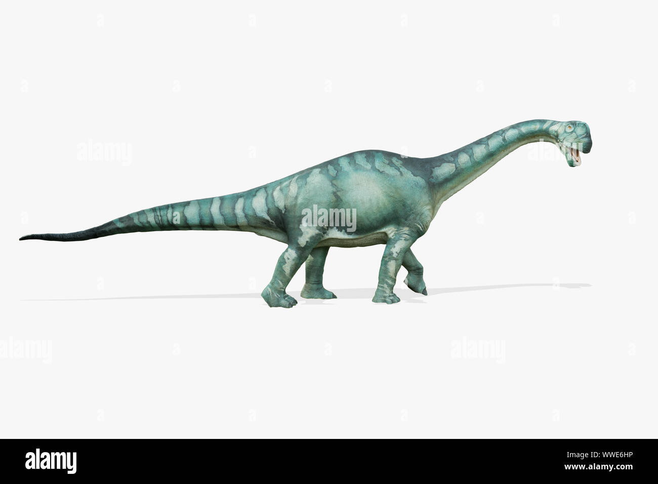 Brontosaurus isolated on white background. Brontosaurus is an herbivore dinosaur lived in jurassic period Stock Photo