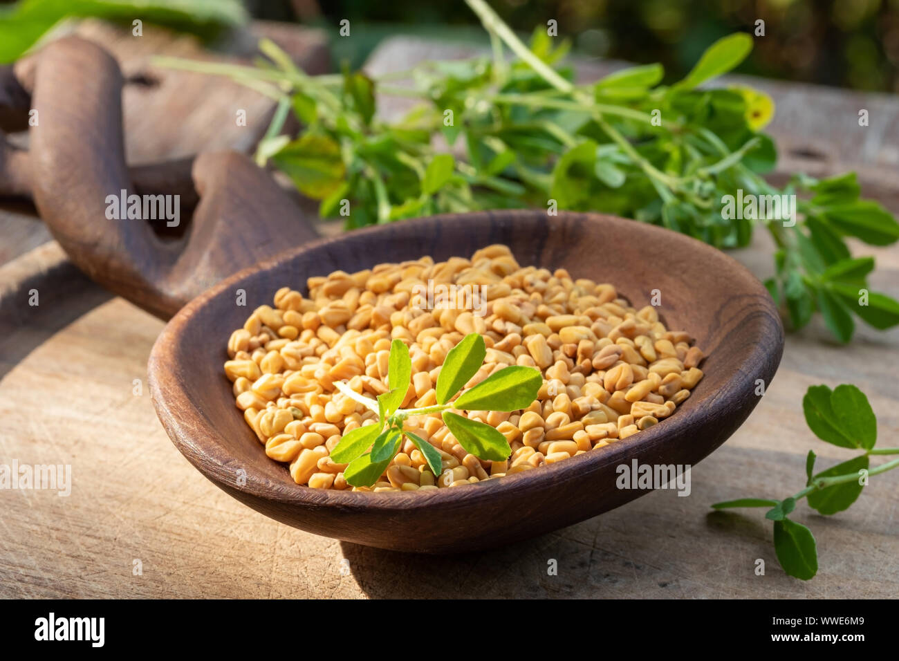 Fenugreek seeds on a wooden spoon with fresh plant Stock Photo