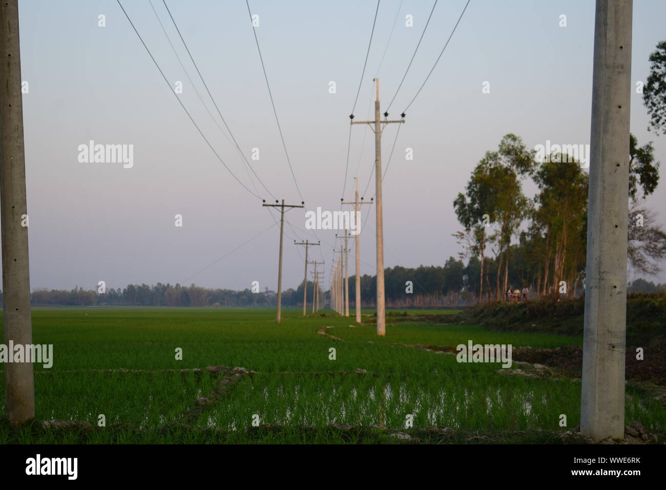 Electric line pillars on paddy field Stock Photo Alamy