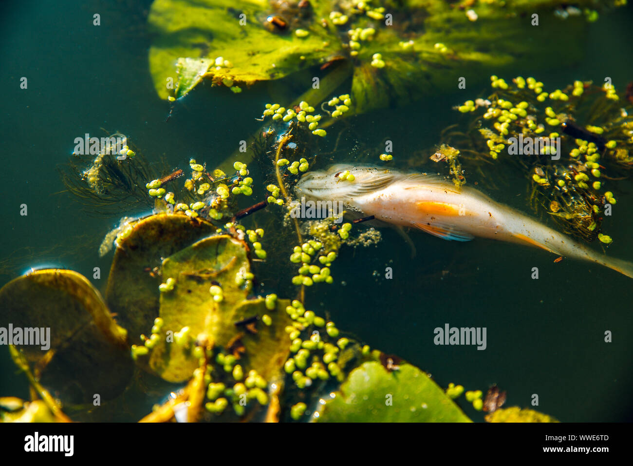 Dead fish in the lake Stock Photo