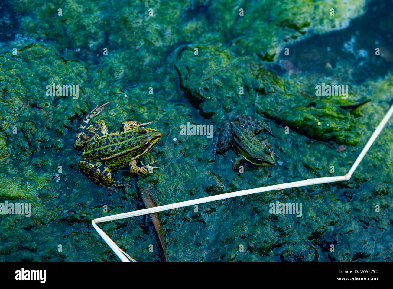 Frog in the dirty pond water of a lake Stock Photo